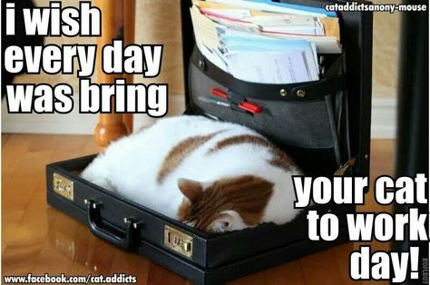 Bring your cat to work day Lawyer Meme, Law School Memes, Lawyer Humor, Funny People Quotes, Job Humor, Cat Work, Flea Control, Cat Fleas, Funny Quotes For Teens