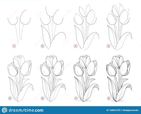 How to draw step-wise beautiful bouquet of tulip flowers. Creation step by step pencil drawing. Educational page for artists.. Illustration about lesson, artists, activity - 168843755