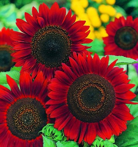 Sunflower Seeds RED SUN Helianthus Annuus Rare Annual | Etsy Planting Seeds, Red Sunflowers, Sunflower Pictures, Sunflower Garden, Annual Flowers, Attract Butterflies, Heirloom Seeds, Garden Seeds, Sunflower Seeds