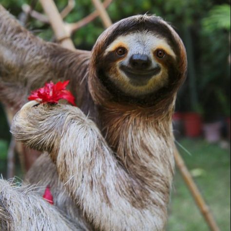 40 Adorable Sloth Pictures You Need in Your Life | Reader's Digest Funny, Tattoo Nature, Sloth Art, Pet Illustration, Pet Animals, Animal Wall Art, Facts About, Sloth, Fun Facts