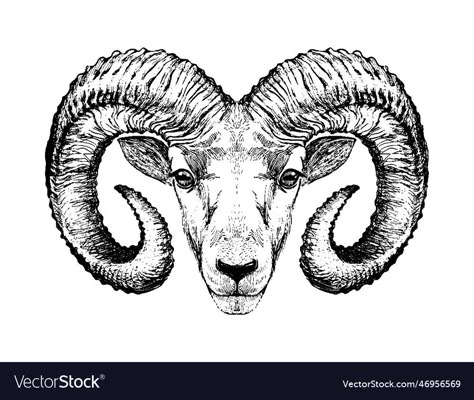 Aries Goat Tattoo, Ram Symbolism, Rams Head Tattoo, Ram Head Drawing, Aries Zodiac Sign Symbol, Ram Head Tattoo, Aries Horns, Aries Drawing, Tattoo Ram