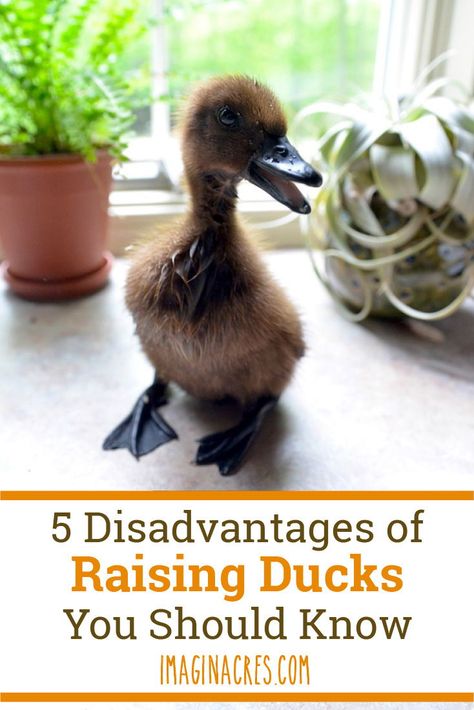 Permaculture, How To Raise Ducks For Eggs, Raising Ducks For Eggs, Indian Runner Ducks Care, How To Care For Ducklings, How To Care For Ducks, Duck Care For Beginners, Duck Essentials, Raising Ducks For Beginners