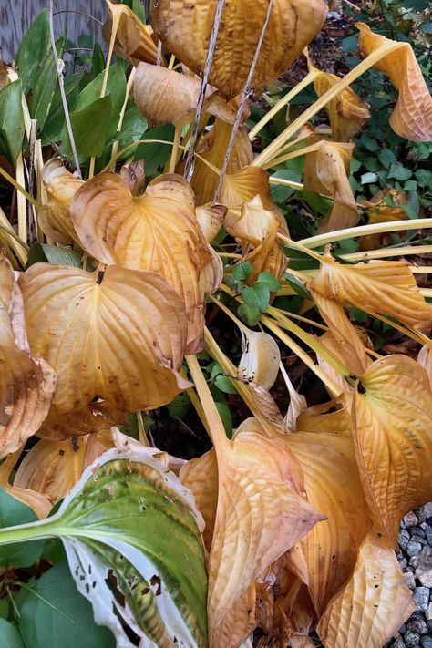 Hosta Care, Echinacea Benefits, Tattoo Plant, Hosta Gardens, Hosta Plants, Fall Garden, Healthy Garden, Herbaceous Perennials, Bounce Back