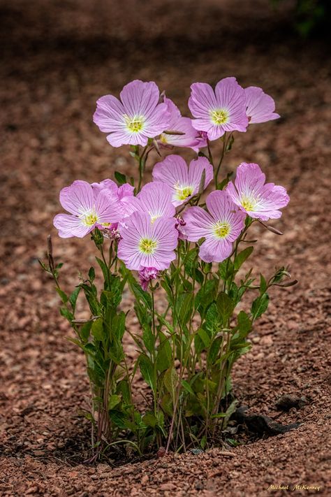 When, Where and How to Grow Mexican Evening Primrose - Dengarden - Home and Garden Evening Primrose Flower, Primrose Plant, Wallpaper Flower, Moon Garden, Wildflower Garden, Pink Lady, Evening Primrose, Plant Species, Small Plants