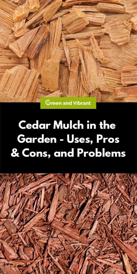 A common tip for gardeners to help keep their soil moist for longer is to ‘mulch over the soil,’ but what does this actually entail, and which mulch is best? The most commonly used mulch is mulch made from chipped or shredded wood, with cedar wood being among the most popular types of wood to use for this purpose. Wood Chips Landscaping, Wood Chips Garden, Intensive Gardening, Cedar Mulch, Biointensive Gardening, Cedar Chips, Trees For Front Yard, Types Of Mulch, Mulch Landscaping