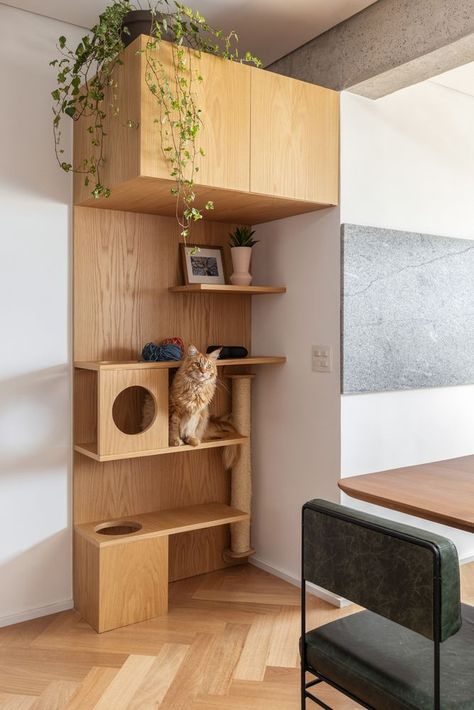 Functional Cabinets and Shelves: Spatial Practicality in 8 Examples - Image 5 of 14 Diy Cat Shelf, Cat Room Decor, Cabinets And Shelves, Cat Wall Furniture, Bed Shelves, Studio Studio, Cat Shelves, Animal Room, Cat Room