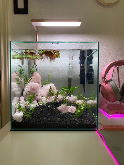 Betta Fish Tank Fake Plants, Marimo Tank Ideas, Crystal Betta Tank, Asian Aquarium Ideas, Fish Tank At Home, Interior Design Fish Tank, 5.5 Gallon Fish Tank Ideas, Cute Fish Tanks Ideas, Girly Aquarium Ideas