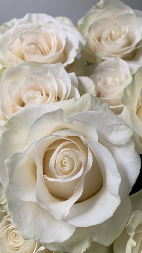 Beautiful Roses Flowers, Sketch Rose, Rose Line Art, Yorkshire Rose, Luxury Bouquet, Rose Sketch, Fresh Cut Roses, Wholesale Roses, Different Types Of Flowers