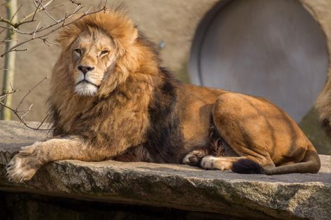 Lion by Fotostyle-Schindler on DeviantArt Lion Sketch, Trening Sztuk Walki, Dog Portraits Art, Animals Lover, Lion Photography, Lions Photos, Jungle Cake, Cat Reference, Lion Images