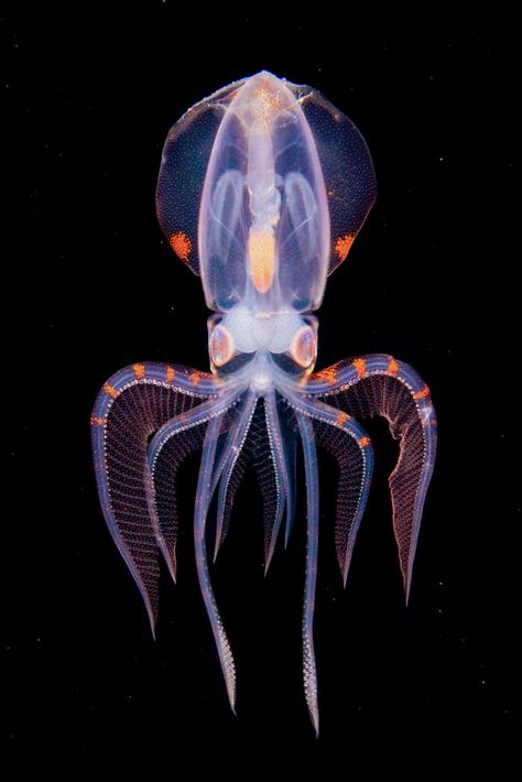 Diamond squid at a depth of 180 meters in the Philippines by photographer Diamond Stars. The Depth Of The Ocean, Ocean Moodboard, Aquatic Animal, Deep Sea Creatures, Underwater Photographer, Beautiful Sea Creatures, Water Animals, Aquatic Life, Underwater Creatures