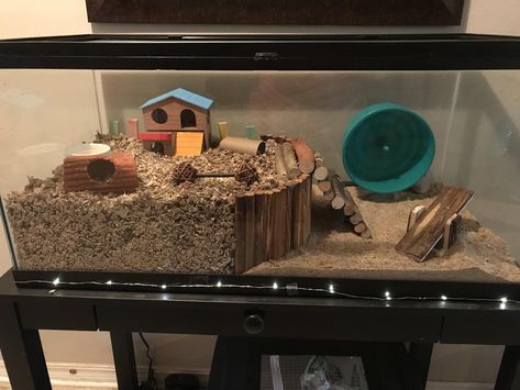 Hampster Cage, Hamster Tank, Hamster Bin Cage, Hamster Diy Cage, Gerbil Toys, Robo Hamster, Cool Hamster Cages, Gerbil Cages, Mouse Cage