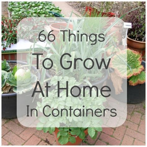 Container Gardening Yummy Veggies, Urban Garden Design, Small Yards, Container Vegetables, Container Gardening Vegetables, Garden Containers, Garden Designs, Diy Garden Projects, Vegetable Gardening