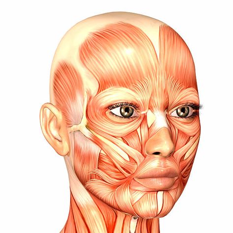 Bodypainting, Face Muscles Anatomy, Muscle Diagram, Muscles Of The Face, Face Anatomy, Zombie Art, Muscle Anatomy, Face Exercises, Diagram Design