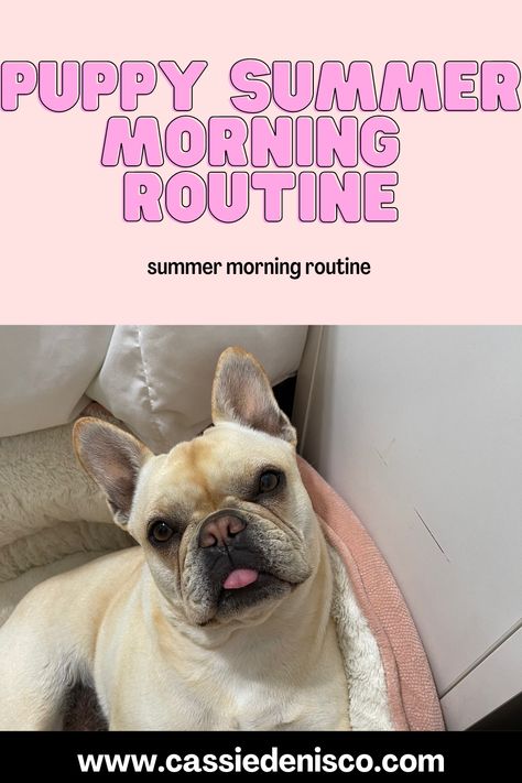 Summer Morning Routine, Summer Routine, Floating Material, Morning Routines, Summer Morning, Cute French Bulldog, French Bulldog Puppy, Getting Up Early, Your Cute