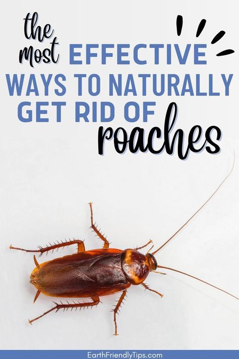 Picture of cockroach on white background with text overlay The Most Effective Ways to Naturally Get Rid of Roaches Get Rid Of Cockroaches, Cockroach Repellent, Roach Infestation, Kill Roaches, Bug Spray Recipe, Natural Repellent, Natural Pest Control, Natural Insect Repellant, Bug Repellent