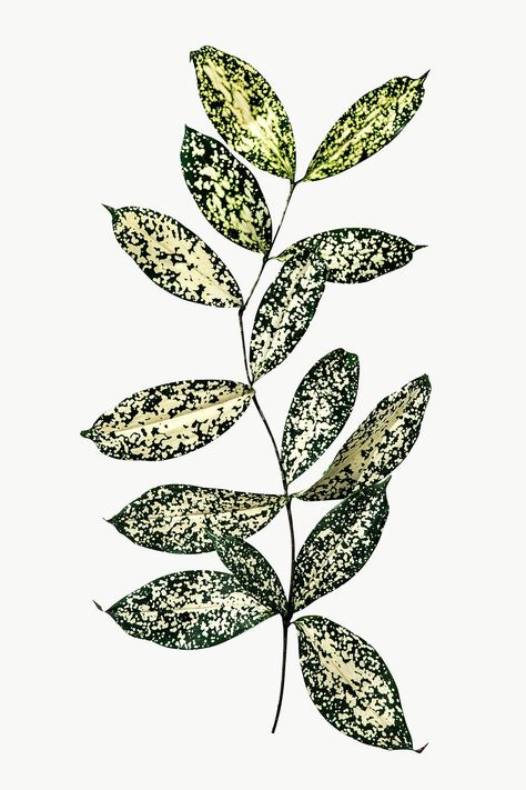 Branch Decoration, Dot Leaf, Design Pattern Art, Textile Pattern Design, Leaves Design, Branch Decor, Digital Borders Design, Flower Art Images, Gold Dust