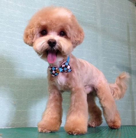 Maltipoo Grooming Styles, Multipoo Hairstyles, Maltipoo Haircut Styles, Cocker Spaniel Haircut, Maltipoo Haircuts, Dogs Things, Pet Craft, Dog Haircut, Puppy Haircut