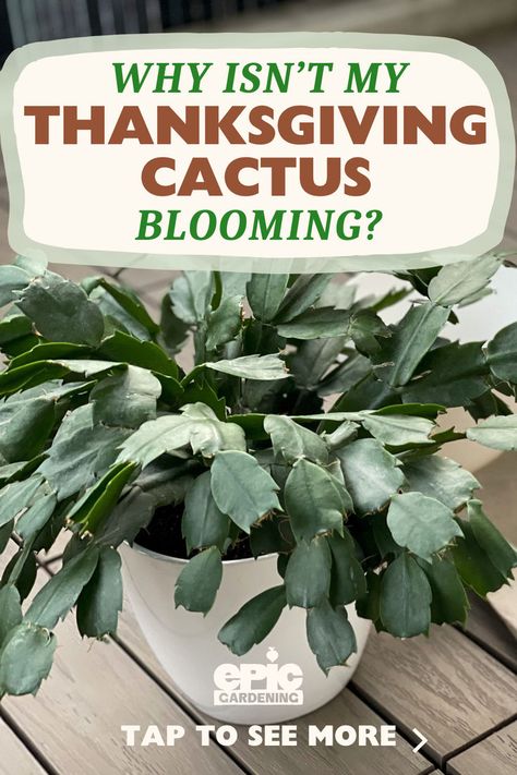 Potted thanksgiving cactus with no blooms on it Thanksgiving Cactus Care Tips, Thanksgiving Cactus Care, Home Made Fertilizer, Epic Gardening, Christmas Cactus Care, Christmas Cactus Plant, Thanksgiving Cactus, Moody Gardens, Holiday Cactus