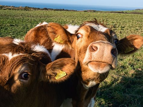 <b>Did you know that smiling actually improves your mood?</b> That one was free, now here are 63 more! Happy Cow, Cow Pictures, Mind Blowing Facts, Happy Shirt, Cows Funny, Animal Facts, Smiles And Laughs, Happy Animals, Mind Blowing