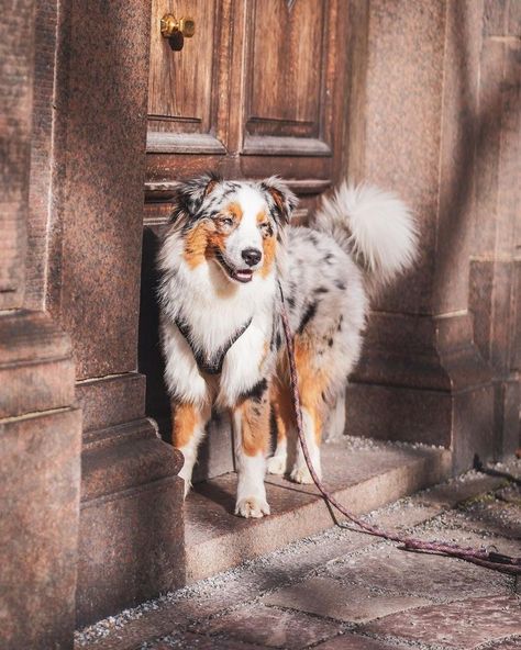 Border Collie Australian Shepard Puppies, Aussie Dogs Australian Shepherd, Cute Australian Shepherd Puppies, Australian Shepherd Service Dog, Mini Australian Shepherd Full Grown, Border Collie And Australian Shepherd, Baby Australian Shepherd, Australian Shepherd Aesthetic, Australian Shepherd Cute