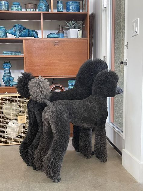 I Have Standards (Poodles) | Black versus Blue | Facebook Black Standard Poodle Aesthetic, Standard Poodle Cuts, Poodle Puppy Cut, Labradoodle Grooming, Dog Dye, Black Standard Poodle, Poodle Haircut, Poodle Puppy Standard, Poodle Cuts