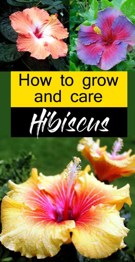 Hibiscus Tree Care, Hardy Hibiscus Plant, Hibiscus Care, Hibiscus Bouquet, Hibiscus Flower Drawing, Hibiscus Bush, Growing Hibiscus, Mallow Plant, Hibiscus Tree