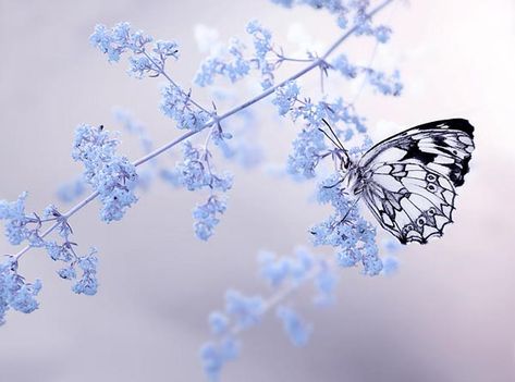 Winter butterfly. Macro Photography Tips, Micro Photography, Papillon Butterfly, Close Up Photography, Butterfly Kisses, Jolie Photo, A Butterfly, Beautiful Butterflies, Macro Photography