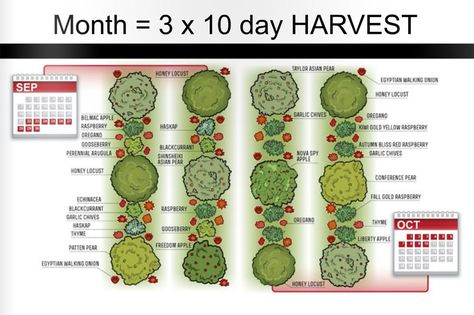 The+permaculture+grocery+store Plan Potager Permaculture, Permaculture Orchard, Plan Potager, Homestead Food, Garden Homestead, Planning Garden, Store Fruit, Food Forest Garden, Orchard Design