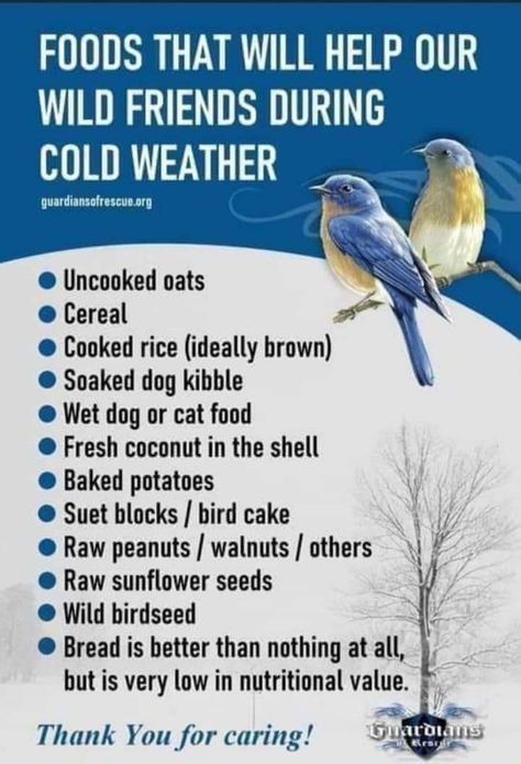 Backyard Birds Watching, Backyard Birds Sanctuary, Backyard Birds Feeders, Bird Suet, Bird Feeding Station, Homemade Bird Feeders, Bird Treats, Diy Bird Feeder, Bird Care