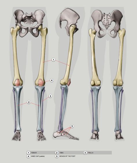 Lower Limb Anatomy, Limb Anatomy, Anatomy Learning, Bone Drawing, Human Skeleton Anatomy, Leg Anatomy, Human Anatomy Reference, Anatomy Studies, Anatomy Bones