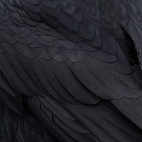 Raven Wings, Dark Wings, Minako Aino, Black Raven, Angel Aesthetic, Black Angels, Shall We Date, Black Wings, An Aesthetic