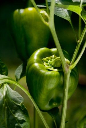 Healthy Pepper Steak Recipe, Growing Bell Peppers, Pepper Steak Recipe, Vegetable Garden Beds, Stuffed Peppers Healthy, Healthy Soil, Bell Gardens, Vegetable Garden Raised Beds, Capsicum Annuum