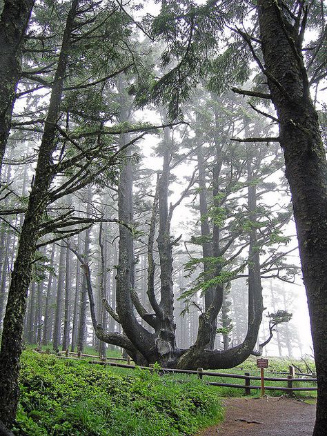 Octopus tree, Sitka spruces which grew together, scenic drive west and south of Tillamook along the Pacific. Bones In The Forest, Bones In Forest, Octopus Tree Oregon, Fallen Tree In Forest, Largest Tree In The World, The Octopus, Sitka Spruce, Hiking Trail, Oregon Travel