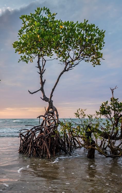 Science Presentation, Mangrove Trees, Mangrove Tree, Diorama Kids, Art Assignments, Mangrove Forest, Animal Species, Nature Tree, Sense Of Place