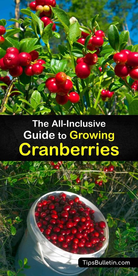 Gardening Fruits And Vegetables, How To Grow Cranberries, Growing Cranberries, Cranberry Plant, Cranberry Tree, Botanical Medicine, Fruit Forest, Cranberry Farm, Highbush Cranberry