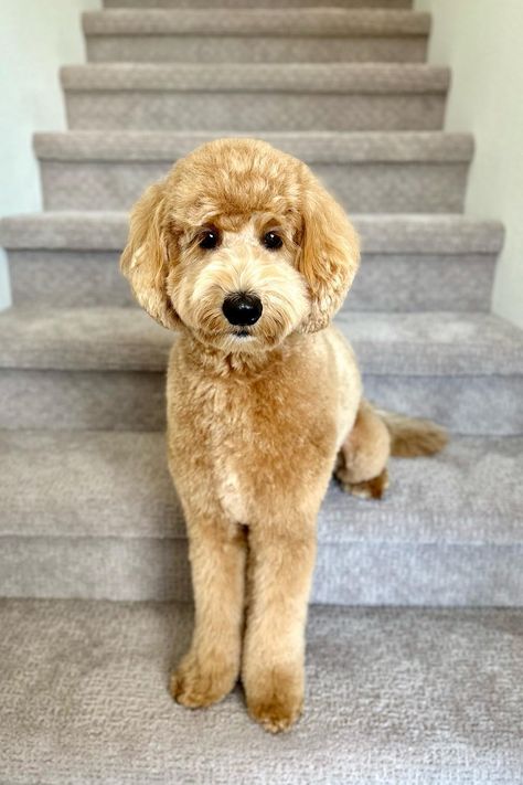 Golden Doodle Face Grooming, Doodle Grooming Styles, Golden Doodle Haircut Styles, Goldendoodle Haircuts, Daisy Doodle, Irish Doodle, Goldendoodle Grooming, Grooming Ideas, Dog Grooming Styles