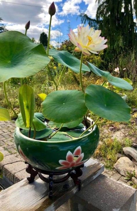 Lotus Flower Plant Indoor, Big Leaf Plants, Tanaman Air, Pretty Flowers Pictures, Container Water Gardens, Taman Air, Indoor Plants Styling, Lotus Garden, Aquatic Garden