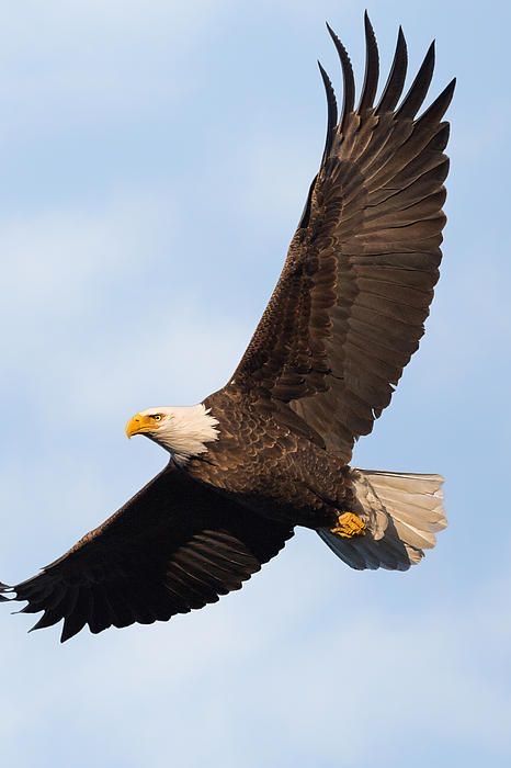 Eagle Aesthetic, Bald Eagle Photography, Bald Eagle Tattoos, Eagle Soaring, Aigle Royal, Eagle Flying, Bird Repellents, Easy Bird, Eagle Drawing