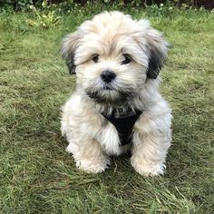 Best Small Dog Breeds, Best Small Dogs, Cute Small Dogs, Beautiful Dog Breeds, Havanese Puppies, Havanese Dogs, Really Cute Dogs, Best Dog Breeds