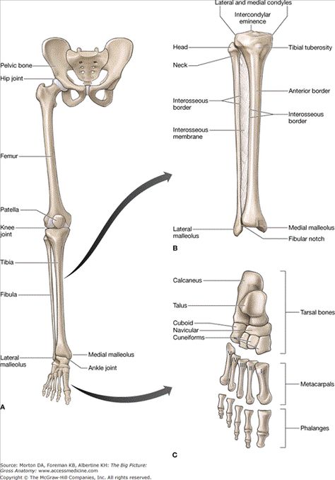 leg and foot bones Lower Limb Anatomy, Bone Study, Ankle Anatomy, Body Muscle Anatomy, Anatomy Skeleton, Human Skeleton Anatomy, Leg Anatomy, Arm Bones, Anatomy Bones