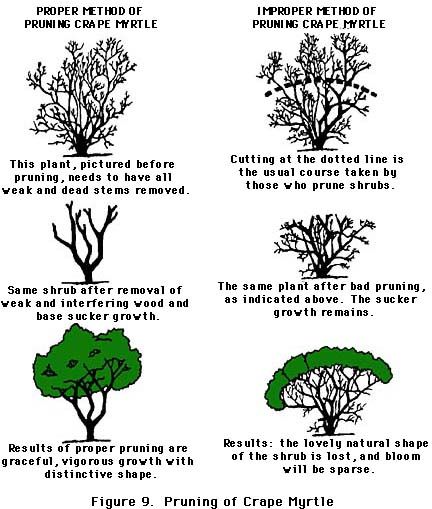 Follow Proper Pruning Techniques | Pruning of Crape Myrtle | This is the Texas A&M extension website and has lots of additional tips on pruning, training young trees and repairing wounds on trees.  Great source and reference.... Crepe Myrtle Trees, Pruning Fruit Trees, Myrtle Tree, Landscaping Trees, Crepe Myrtle, Tree Pruning, Crape Myrtle, Garden Shrubs, Craps