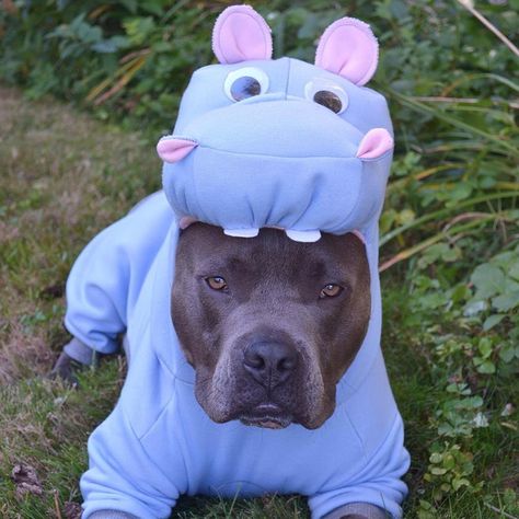 Dogs, Animals, Pitbull, Halloween, Rottweiler, A Dog, Blue