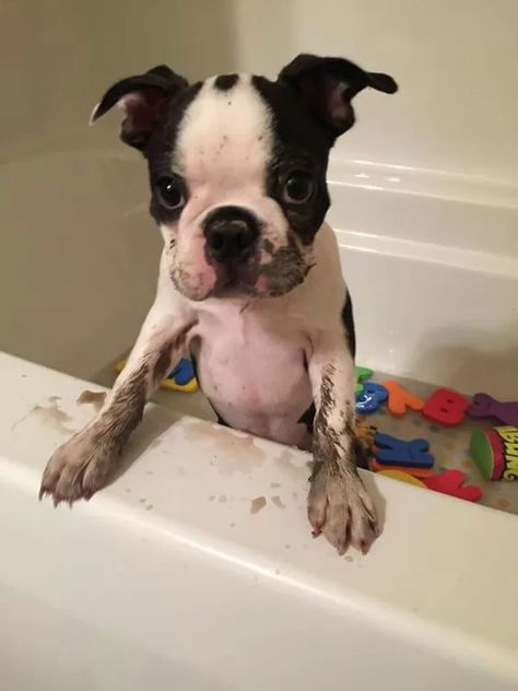 Teacup Boston Terrier, Boston Terrier Funny, Boston Terrier Love, Boston Terrier Puppy, Indoor Dog, Boston Terrier Dog, 13 Reasons, Boston Terriers, Baby Puppies