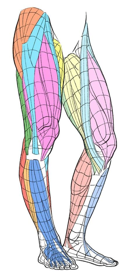 Inner Leg Muscles Anatomy, Muscular Leg Drawing, Ab Muscles Anatomy, Hip Anatomy Reference, Thigh Muscles Reference, Pec Anatomy, Muscle Legs Reference, Wow Concept Art, Legs Muscles Anatomy