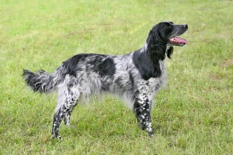 5 Lesser Known Hunting Dog Breeds | Artful Living Magazine Hunting Dogs Breeds, Upland Hunting, Boykin Spaniel, Dog Obsessed, Dogs Breeds, Hunting Dog, Bird Dogs, Different Dogs, Living Magazine