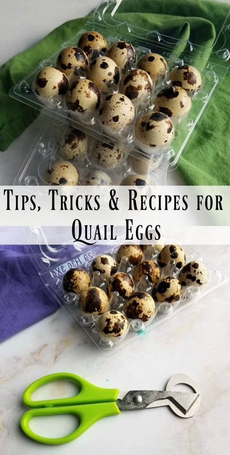 Recipes For Quail Eggs, Quails Eggs Recipe, Quail Egg Recipes Appetizers, Pickling Quail Eggs, How To Pickle Quail Eggs, What To Do With Quail Eggs, How To Cook Quail Eggs, Recipes With Quail Eggs, Raising Quail For Eggs