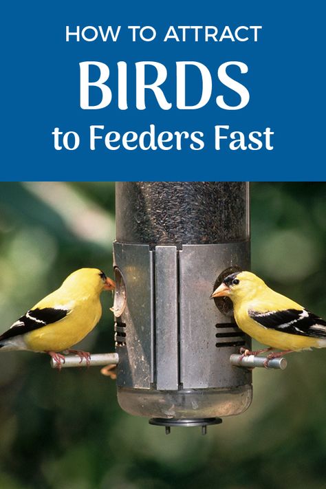 Attract Birds To Feeder, How To Attract Birds To Feeder, Backyard Birds Watching, Backyard Birds Feeders, Squirrel Proof Bird Feeders, Suet Feeder, Bird Feeding Station, Bird Feeding, Solar Fountain