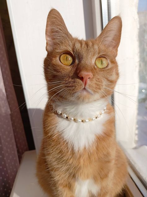 Chanel Cat Collar, Aesthetic Cat Collar, Cat Necklace Gold, Necklace Cat, Small Dog Collar, Calico Cat, Cat Collar, Cat Jewelry, Cat Necklace