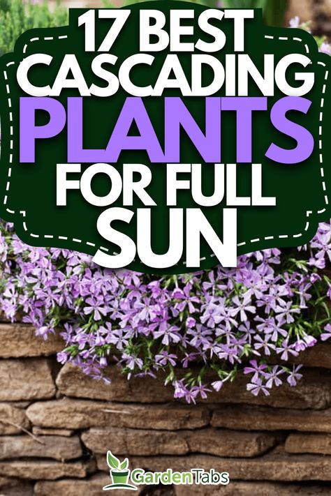 over. Full Sun Flowers For Pots, Flowers For Planters Full Sun, Spiller Plants For Containers, Best Hanging Plants Outdoor, Flower Pots Outdoor Full Sun, Full Sun Flower Pot Ideas, Thriller Filler Spiller Ideas Full Sun, Potted Flowers For Patio, Outdoor Flower Pot Ideas