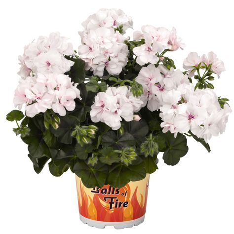 Great Balls Of Fire, Ivy Geraniums, Geranium Plant, Root System, Color Grouping, Plant Sale, Healthy Plants, Outdoor Plants, Amazing Flowers